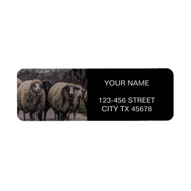 Rustic country road ranch farm herd of sheep (Front)