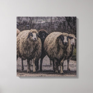 Rustic country road ranch farm herd of sheep canvas print