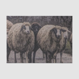 Rustic country road ranch farm herd of sheep tissue paper