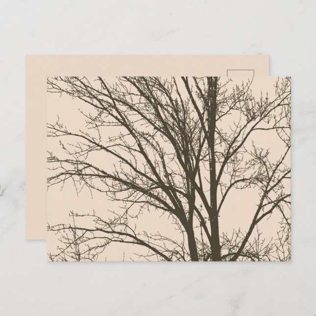 Rustic Cream Brown Tree Branches Postcard (Front/Back)