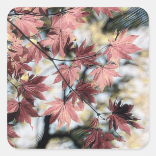 Rustic fall maple leaves rusty red pink brown square sticker