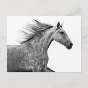 Rustic Galloping Andalusian Horse Postcard