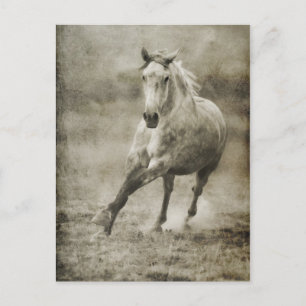 Rustic Galloping Andalusian Horse Postcard