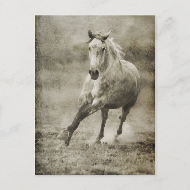 Rustic Galloping Andalusian Horse Postcard (Front)