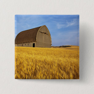 Rustic old barn in mature wheat field in the 2 inch square button