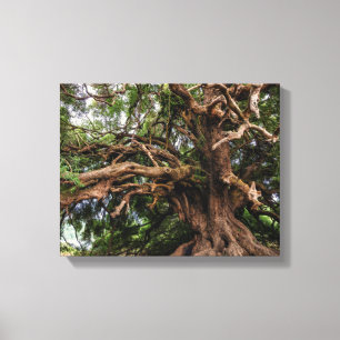 Rustic Old Olive Tree Canvas Print