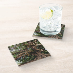 Rustic Old Olive Tree Glass Coaster
