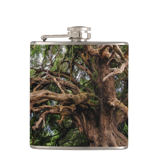 Rustic Old Olive Tree Hip Flask (Front)