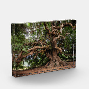 Rustic Old Olive Tree Photo Block