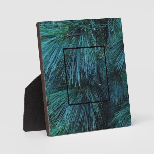 Rustic Pine trees pine forest green evergreen   Plaque (Front)