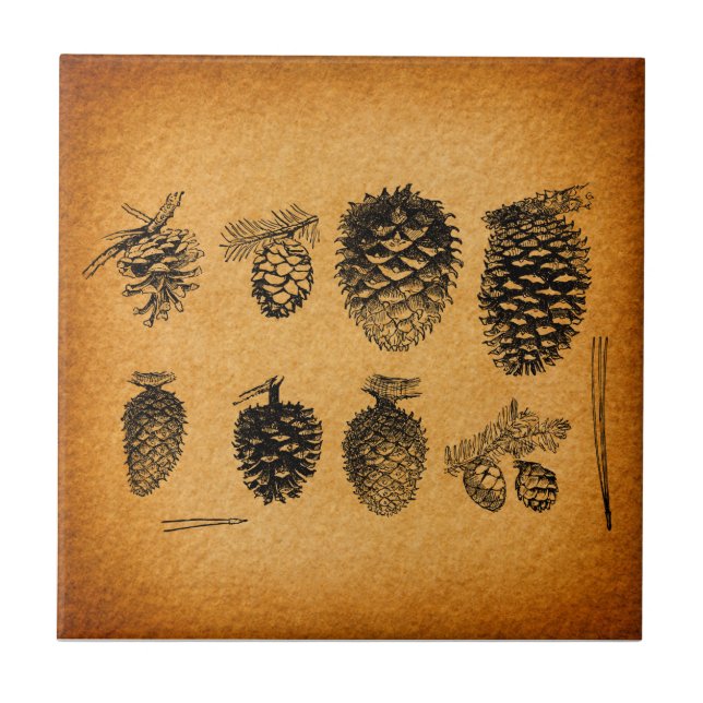 Rustic Pinecones Pine Cone Artwork Antique Design Tile (Front)