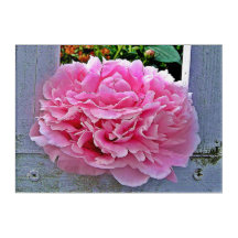 Rustic Pink Peony Garden Pickets