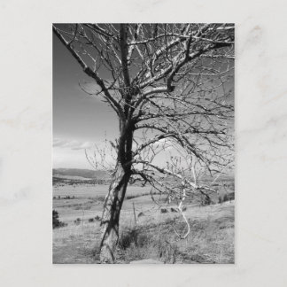 Rustic Postcard