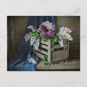 Rustic Purple and White Lilacs Floral Photo Postcard