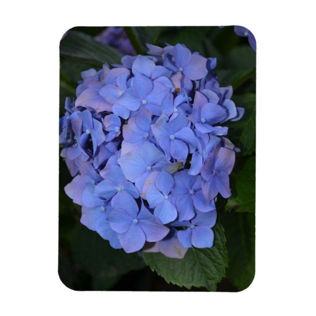 Rustic Purple Hydrangea macrophylla  Magnet (Vertical)