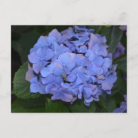 Rustic Purple Hydrangea macrophylla