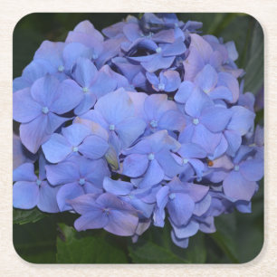 Rustic Purple Hydrangea macrophylla Square Paper Coaster