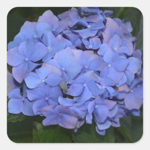 Rustic Purple Hydrangea macrophylla  Square Sticker