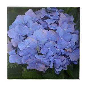 Rustic Purple Hydrangea macrophylla Tile