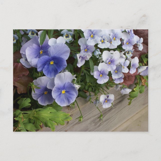 Rustic Purple Pansies Floral   Postcard (Front)
