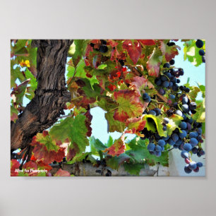 Rustic Red Grape Vine Poster