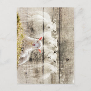 Rustic Sheep Baby Lamb Burlap Postcard