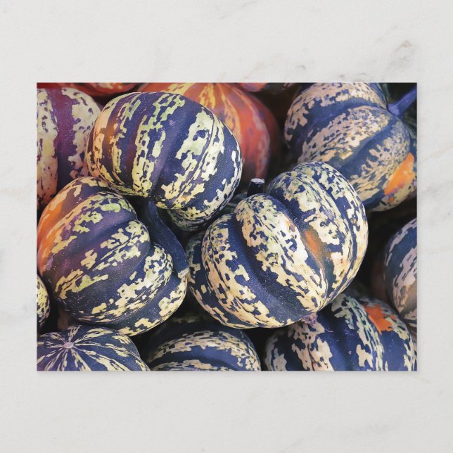 Rustic Striped Pumpkins  Postcard (Front)