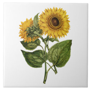 Rustic Sunflower Decorative Tile