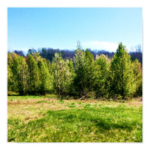 Rustic tree landscape photo Poster