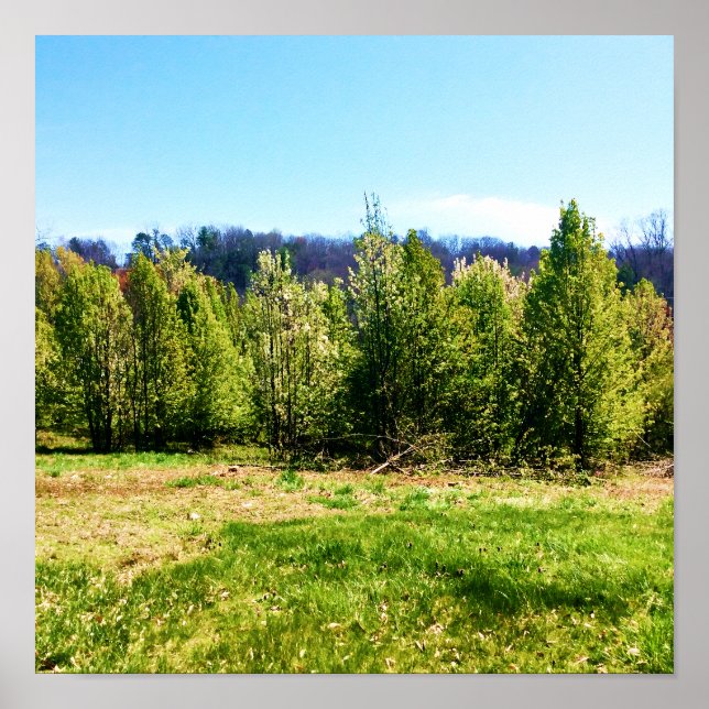 Rustic tree landscape photo Poster (Front)