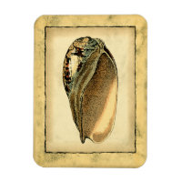 Rustic Vintage Seashell