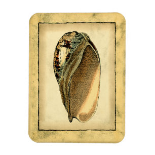 Rustic Vintage Seashell Magnet
