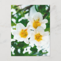 Rustic White lilies - Lilium candidum