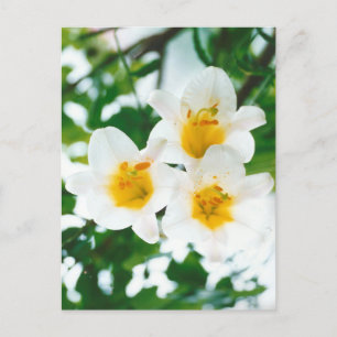 Rustic White lilies - Lilium candidum Postcard