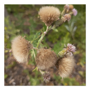 Rustic Wild Thistle Botanical Nature Photo Print