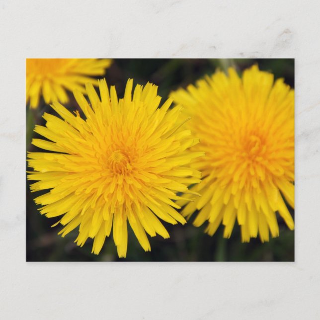 Rustic Yellow Dandelion Flower Postcard (Front)