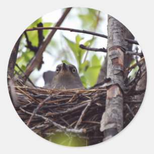 Rusty Blackbird Female On Nest Classic Round Sticker
