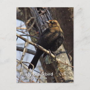 Rusty Blackbird Postcard