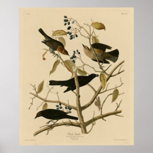 Rusty Grakle (Grackle) Audubon's Birds of America  Poster