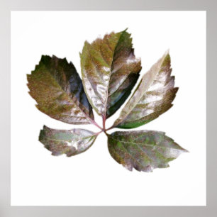 rusty leaf poster