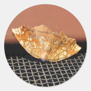 Rusty Moth ~ sticker