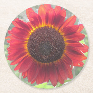 Rusty Red Sunflower Party Coaster