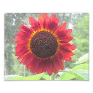 Rusty Sunflower Photo Print