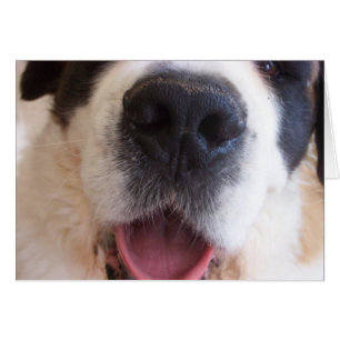 Ruthie's Nose