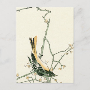 Ruticilla aurorea on a plum branch - Japanese art Postcard