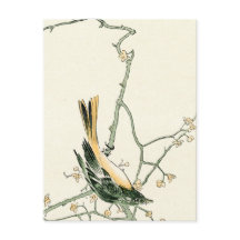 Ruticilla aurorea on a plum branch - Japanese art