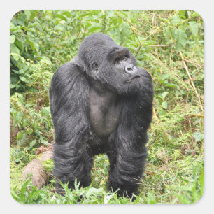 Rwanda Gorilla Safari on Display Stickers