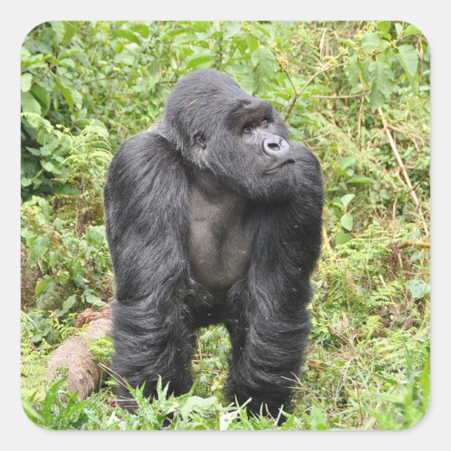 Rwanda Gorilla Safari sur Stickers Display (Devant)
