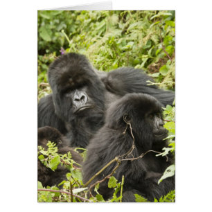 Rwanda, Parc national des volcans