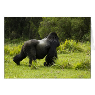 Rwanda, Parc national des volcans